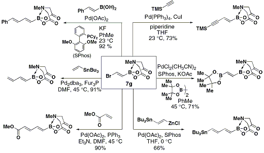 Figure 2. Diverse Uses of B-Protected Haloboronic Acids