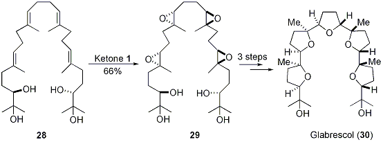 Scheme 8.





Synthesis of Glabrescol (30)