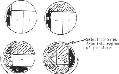 Figure 2. Summary of Steps Used to Streak for Isolation